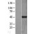 Western Blot: TARDBP Lysate [NBL1-16701] - Western Blot experiments. 
Left-Control; Right -Over-expression Lysate for TARDBP
